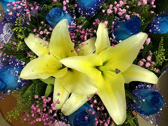 那曲市绿植养护|批发绿化苗木